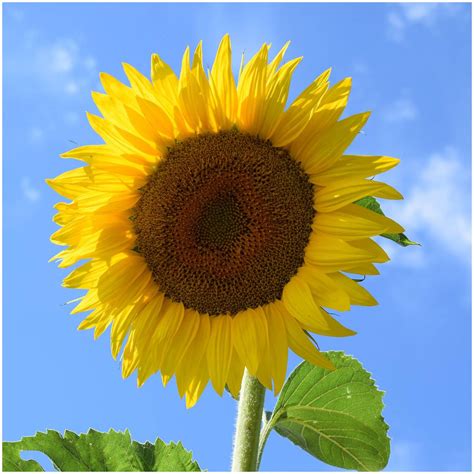 Sunflower | Organic Seeds online