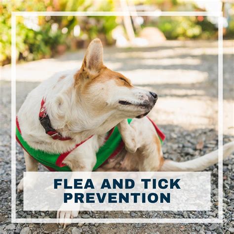 Flea & Tick Prevention: Q&A with The Friendly Vet