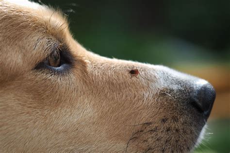 Ticks on Dogs Even in the Fall! | Modern Dog magazine