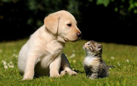 Kitten and Puppy Wallpapers - Top Free Kitten and Puppy Backgrounds ...