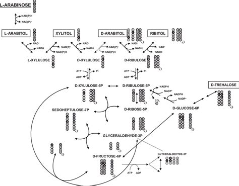 Schematic representation of L-arabinose metabolism and pattern of... | Download Scientific Diagram