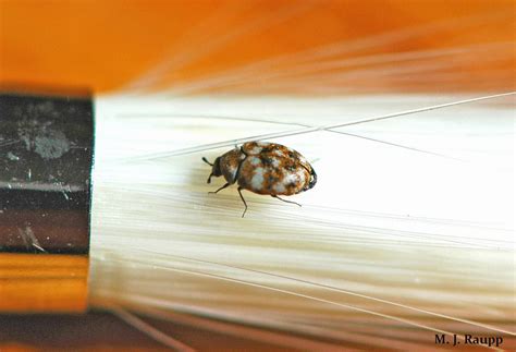 Carpet Beetles | University of Maryland Extension