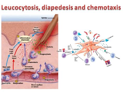 Diapedesis