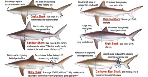 The Complete Guide To Shark Fishing Regulations In Florida