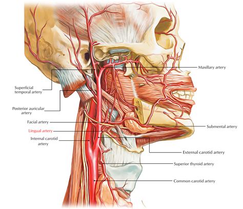 Lingual Artery – Earth's Lab