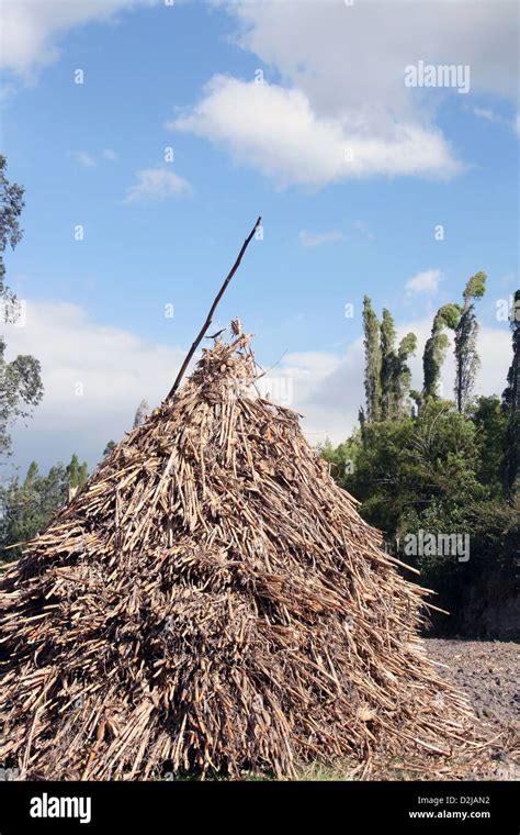 Field with stacked corn stalks hi-res stock photography and images - Alamy