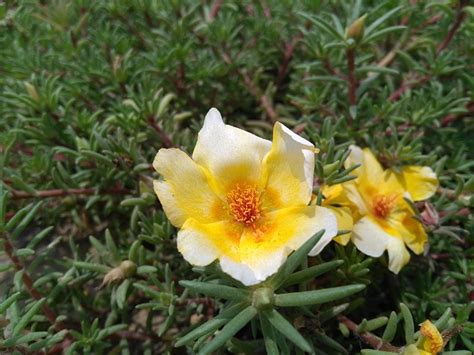 The Health Benefits Of Portulaca oleracea (Purslane) - FoodWrite