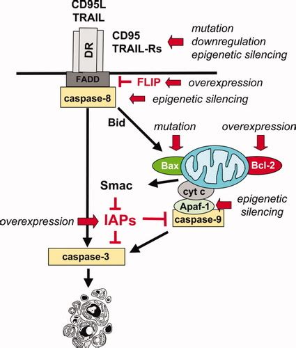 Tumor resistance to apoptosis - Fulda - 2009 - International Journal of Cancer - Wiley Online ...