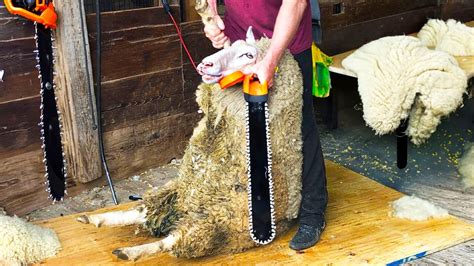 Incredible Advanced Sheep Shearing Technique - Astonishing and ...