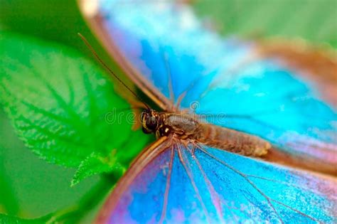 Turquoise butterfly stock photo. Image of close, detail - 759838