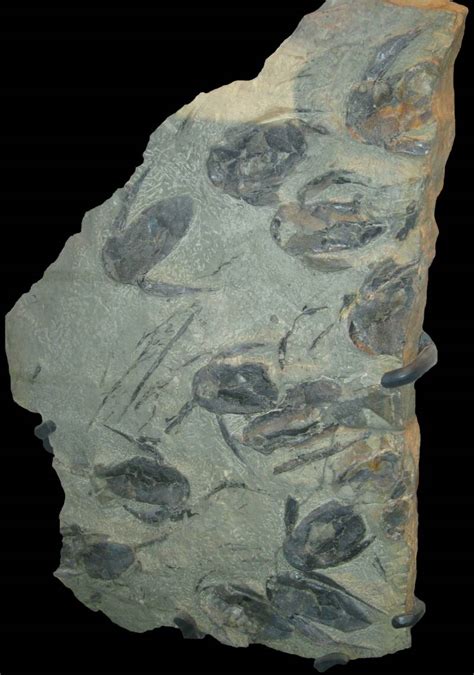 Devonian_Fossil_Fish