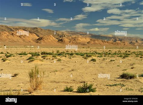 Oasis, Tozeur province, Tunisia Stock Photo - Alamy