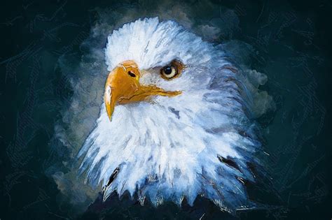 Eagle Painting Bald - Free image on Pixabay