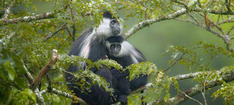 5 Days Rwanda and Congo safari - rwanda congo safari