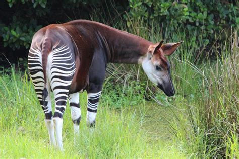 How Radio Broadcasts Save Lives Around Okapi Wildlife Reserve ...