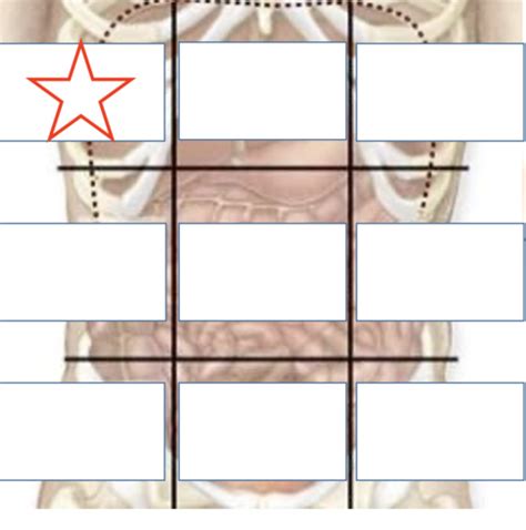 Anatomy Lab 1 Flashcards | Quizlet