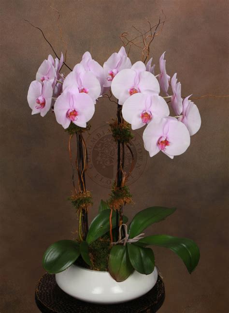 Orchids Delivery | Orchid Delivery NYC - Same Day Orchid Delivery In New York