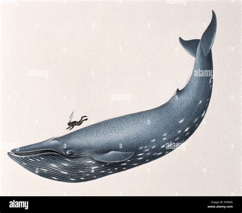 Blue Whale Size Comparison To Human – NBKomputer