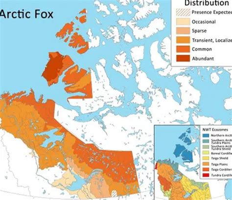 Arctic Fox – Forestry.com