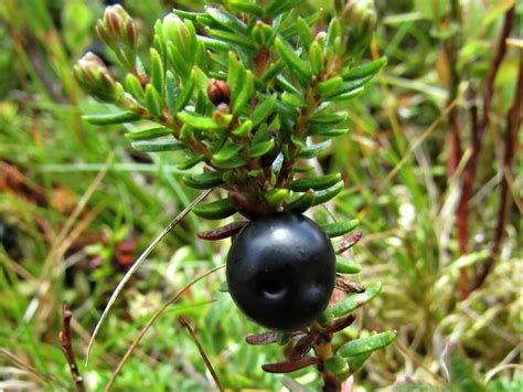 Crowberry