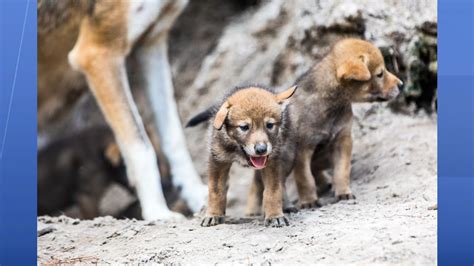 ZooTampa's four red wolf pups named after Florida locations