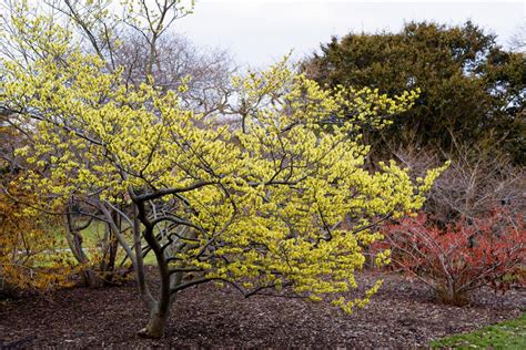 Witch Hazel Growing Profile