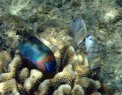 Snorkeling in Kapalua Bay, Maui | Snorkeling in Hawaii