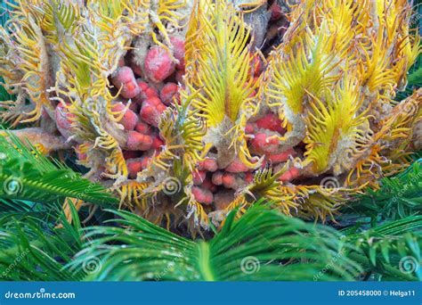 Seeds Of Cycas Revoluta Stock Photo | CartoonDealer.com #30583818