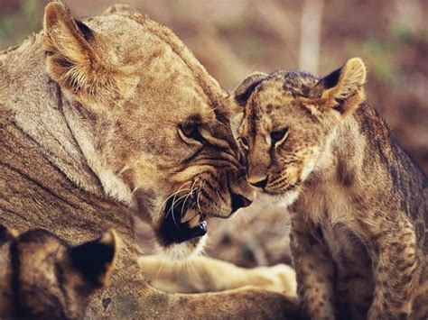 Lion Family Wallpapers - 4k, HD Lion Family Backgrounds on WallpaperBat