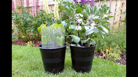 growing dwarf french beans in pots