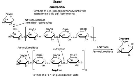 Amylase Function - AmylaseImportant for starch hydrolysis