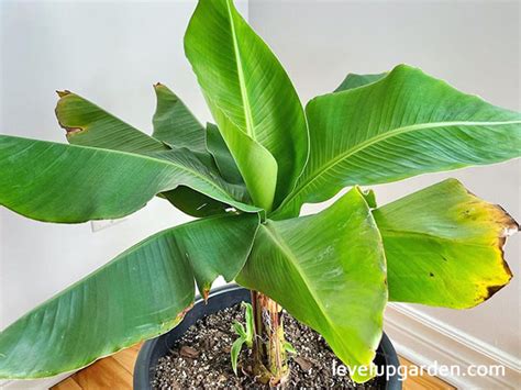 Dwarf Cavendish Banana Tree (Musa acuminata) Information - Should you ...