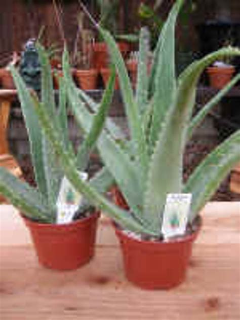 Aloe Vera medicine plant, aloe Barbadensis