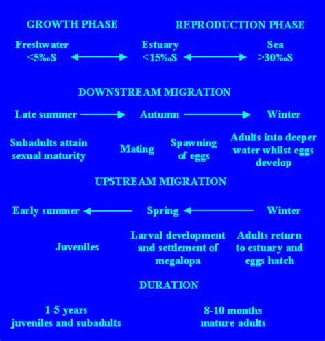 A schematic representation of the catadromous life cycle of Eriocheir ...