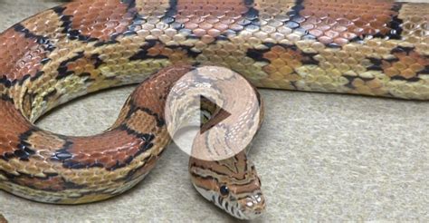 How many species of snakes are there? | Morgridge Institute for Research