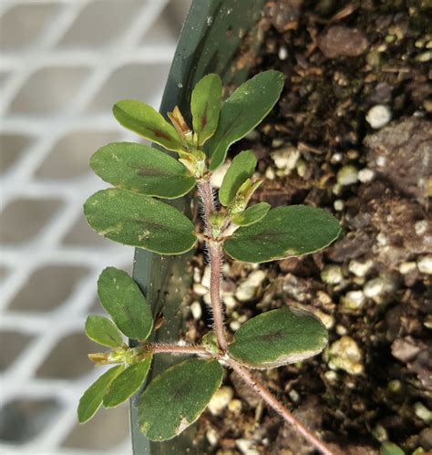 Spotted Sandmat - Euphorbia maculata | North Carolina Extension ...