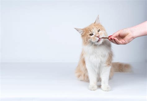 The Best Cat Calming Treats (To Make Your Cat Stress-Free) – Fun 4 My Cat