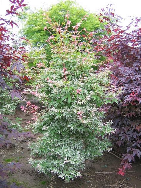 Acer palmatum 'Butterfly' from NVK Nurseries