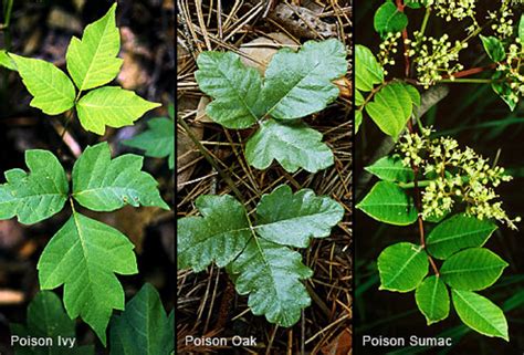 First Aid Treatment for Poison Ivy, Oak and Sumac Rash - First Aid for Free