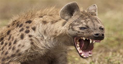 Hyena showing its teeth : creepy