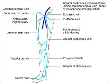 Proximal Superficial Femoral Vein