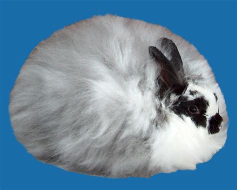 French Angora Rabbits | USA Rabbit Breeders