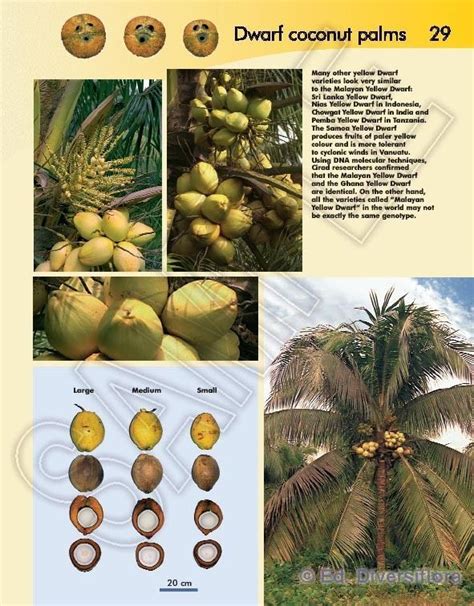 Dwarf coconut - Alchetron, The Free Social Encyclopedia