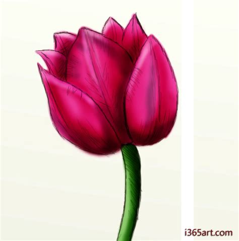 How to Draw a Beautiful Tulip (in Seven Simple Steps) - FeltMagnet