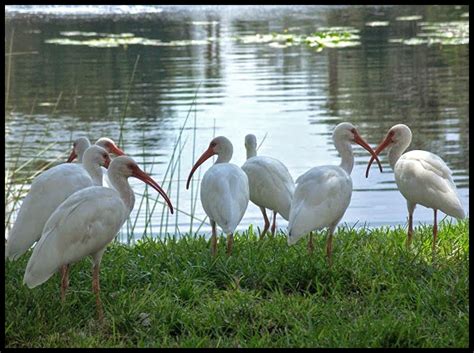 Kolleru Lake Bird Sanctuary,Andhra Pradesh,India | Travel life journeys