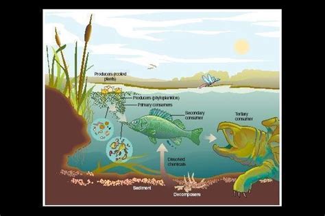 Food Web - Fresh Water Rivers