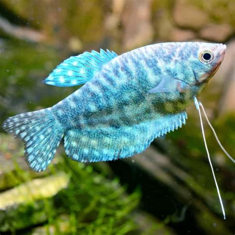 GOURAMI - BLUE OPALINE Trichopodus trichopterus - Aquatics Unlimited