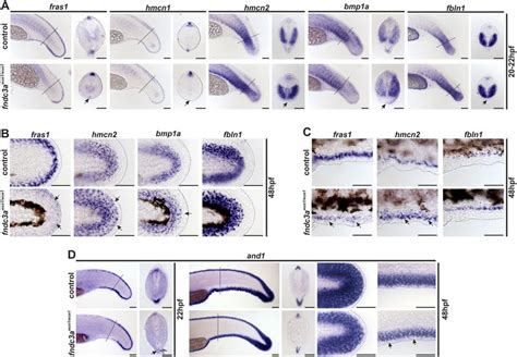 Normal development of the ventral median fin fold is altered in fndc3a... | Download Scientific ...