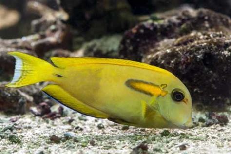 Orange Shoulder Tang Care: Acanthurus olivaceus - Saltwater Aquarium Blog