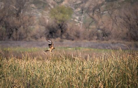 Premium Photo | Owl species diversity a visual exploration of raptor ...